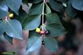 boxleaf stopper